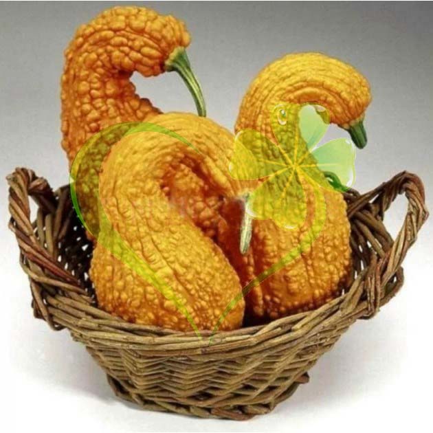 Hạt giống bí thiên nga - gói 5 hạt