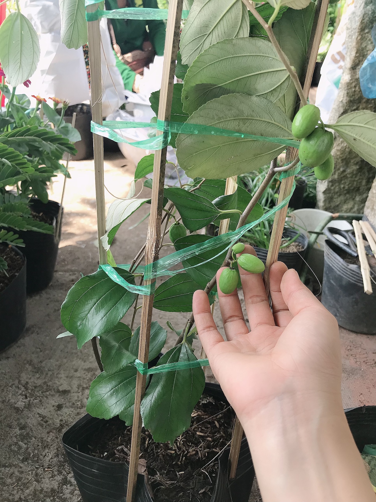 Caykiengsadec Cây táo thái ghép - tặng phân bón cho cây mau lớn - cây ăn trái - trang trí sân vườn cảnh quan ngoài trời- cây ăn quả - trồng nhà vườn