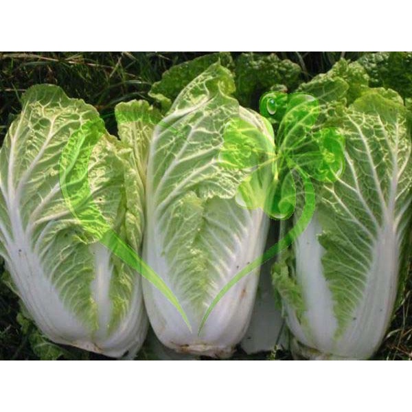 HẠT CẢI THẢO F1 GOKI 70 - GÓI 1 GRAM