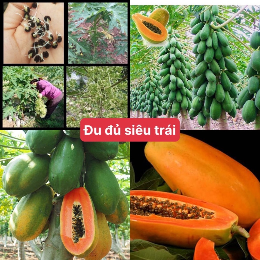 Hạt giống đu đủ lùn ruột gấc - 10 hạt/gói