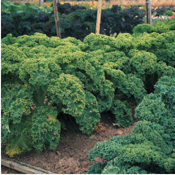 Hạt giống cải xoăn Kale tặng kích mầm