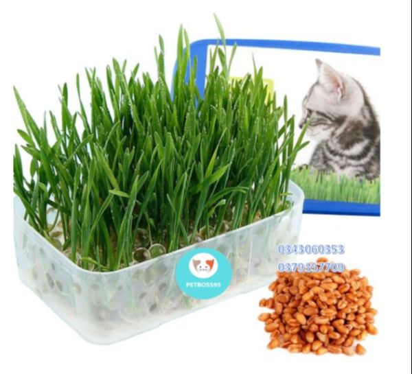 Hạt giống cỏ mèo cao cấp 50 gram