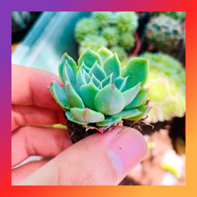 SEN THÁI 🌵 SIZE MINI 🥬 KHOẺ ĐẸP 👹 LỖI 1 ĐỔI 1