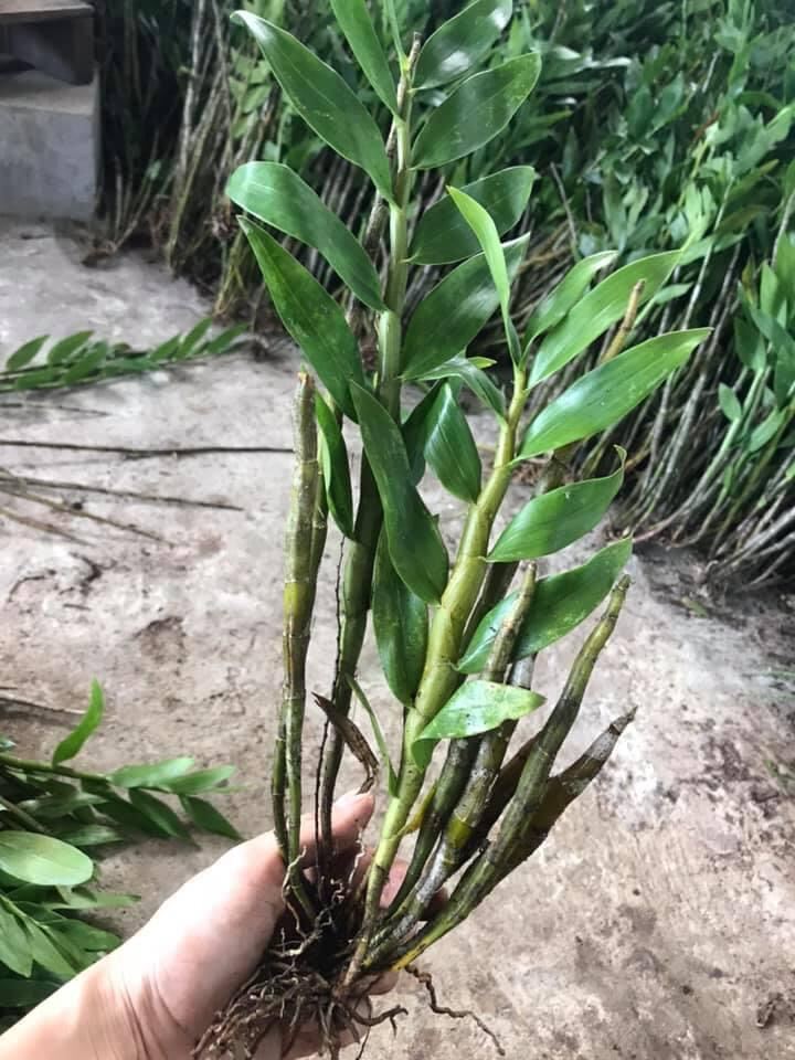 Hoa Lan denro Xuân(1 bó) qq