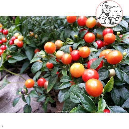 HẠT ỚT KIỂNG QUẢ TRÒN - GÓI 0,3 GRAM