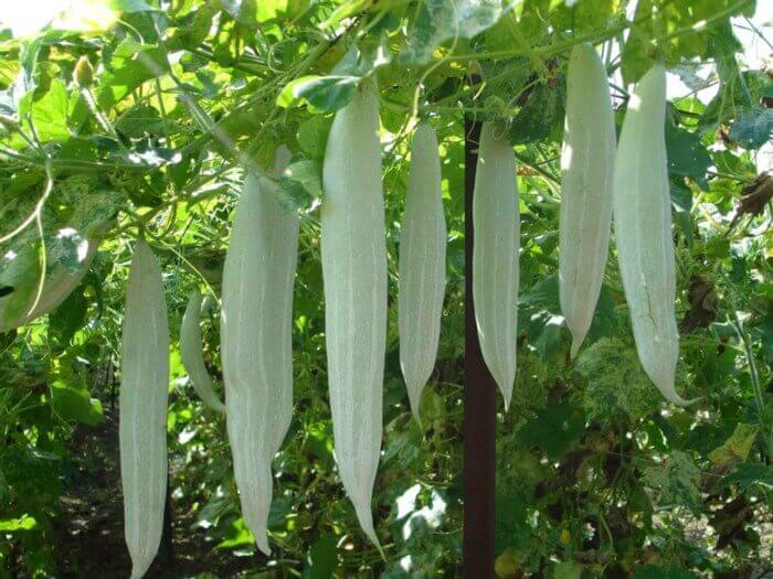 [HCM]Hạt Giống Mướp Nhật quà dài (Mướp rắn) - 5 hạt