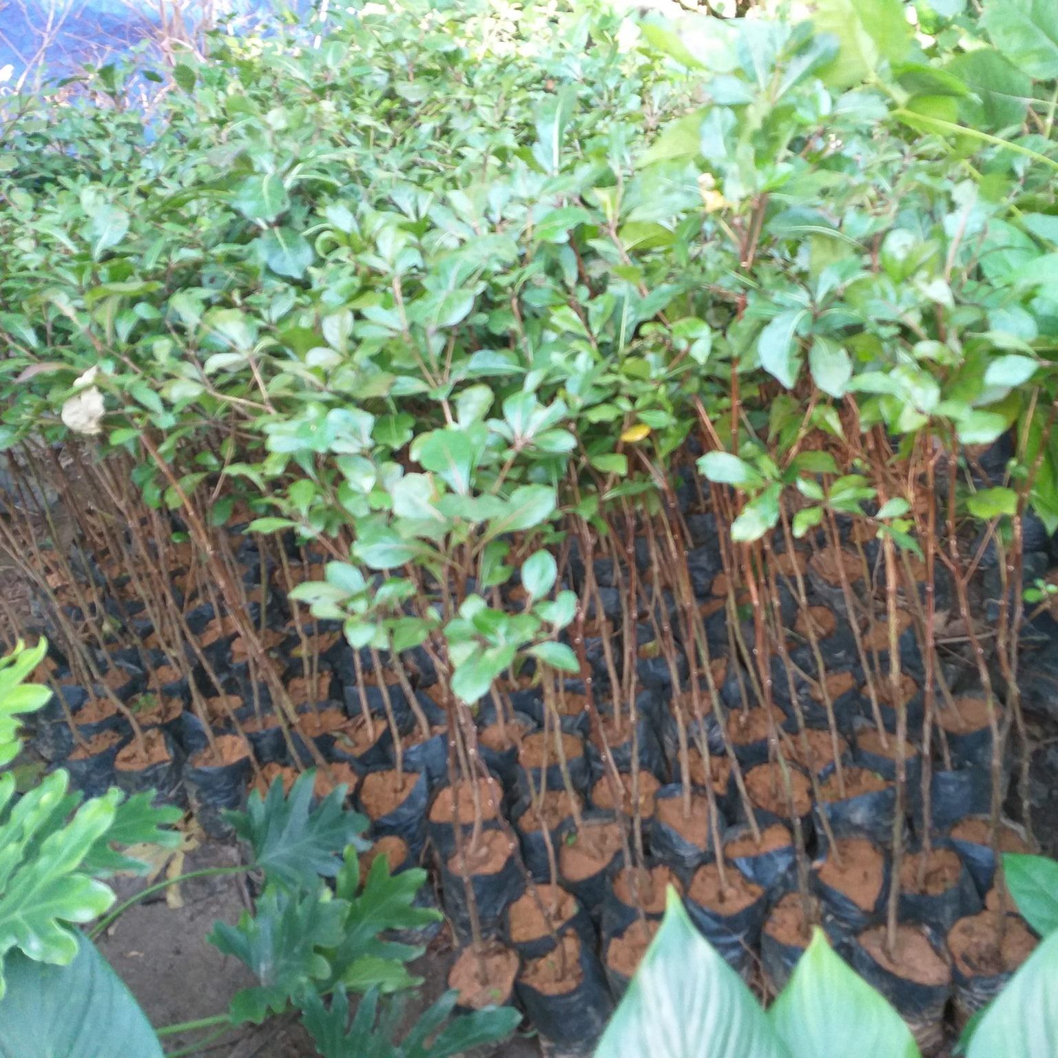 Giống Cây Bàng Đài Loan, Cây Cao 40cm