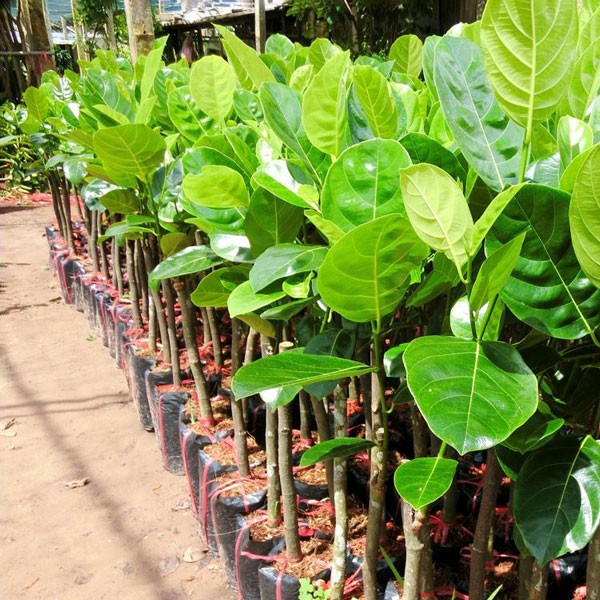 Cây Mít Ruột Đỏ