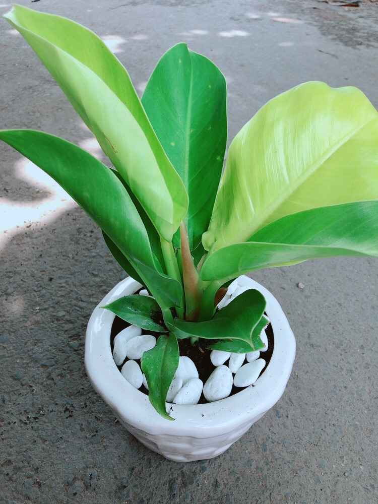 Chậu Trầu Bà Đế Vương