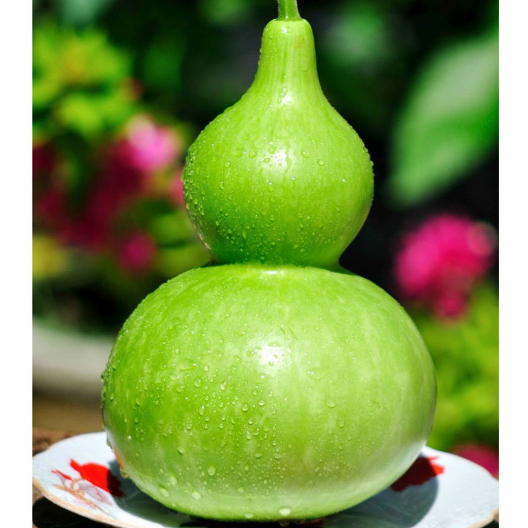 10H - HẠT GIỐNG BẦU HỒ LÔ (SIÊU DỄ TRỒNG)