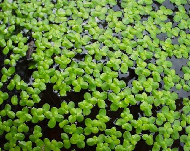 BÈO TẤM 1 TẤT