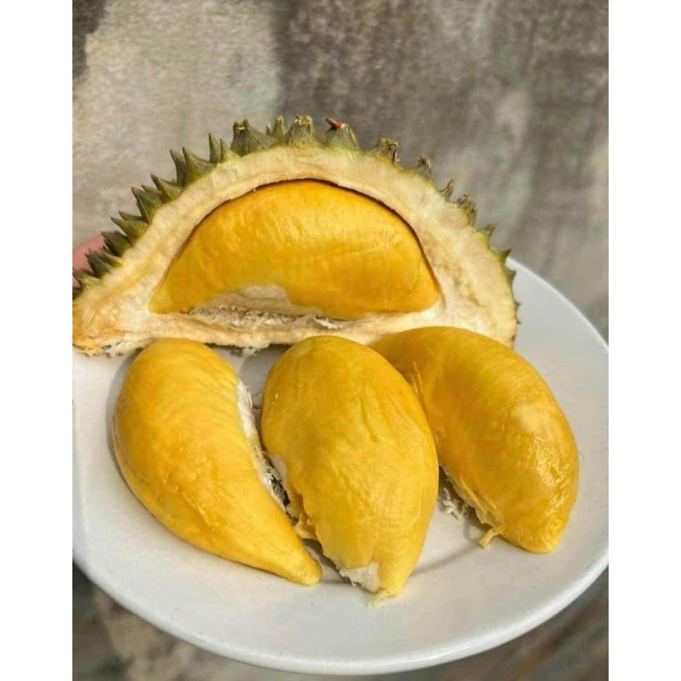 Cây giống sầu riêng Thái múi dày (cây khỏe đẹp)
