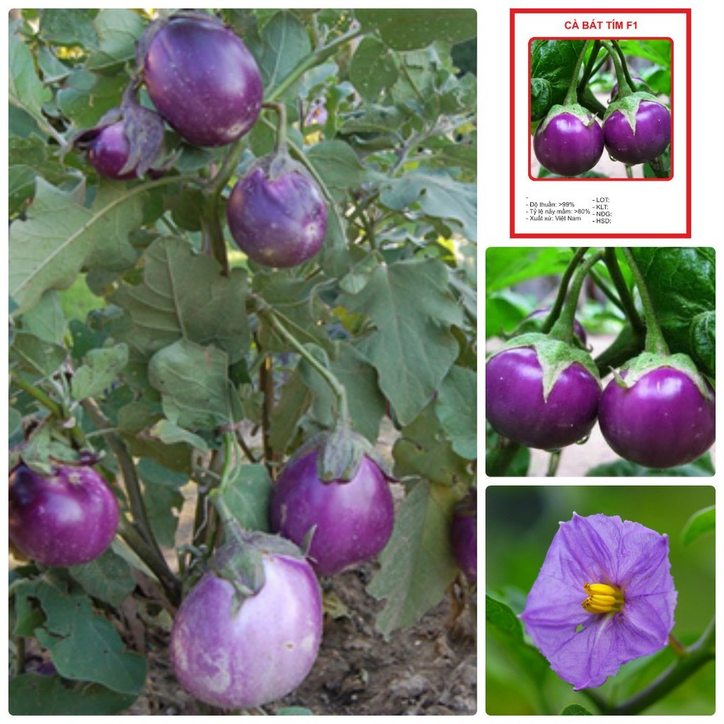 Hạt Giống Cà Pháo Tím - Gói 2 gram