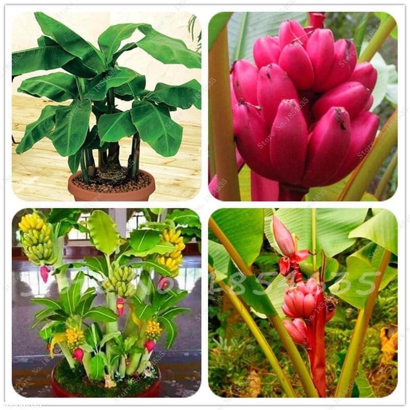 chuối cảnh mini ( trồng tiểu cảnh + có quả ăn được ạ )