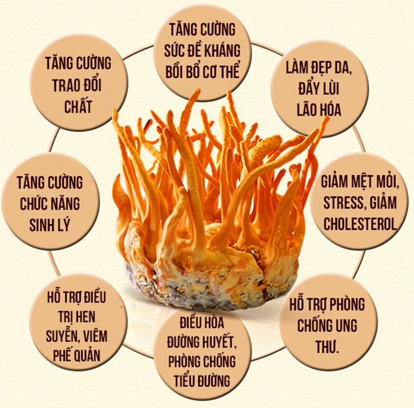 ĐÔNG TRÙNG HẠ THẢO khô - 10g