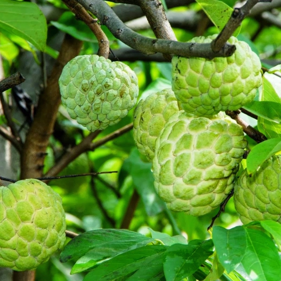 Cây na giống, có ảnh thật