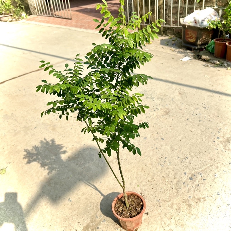 Cây hoa hoè nếp cao 70cm (Ảnh thật) - Lô mới về