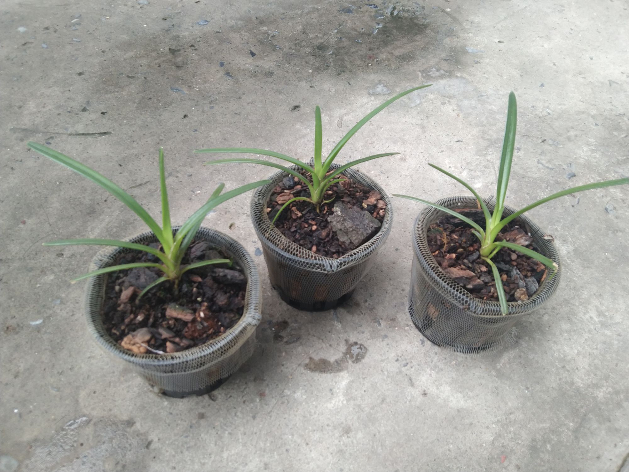 Lan kiếm Hoàng Long ( Phan Trí) giống