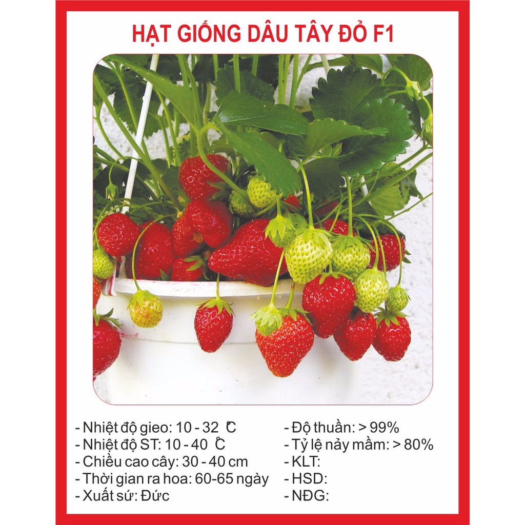 Hạt giống dâu tây đỏ