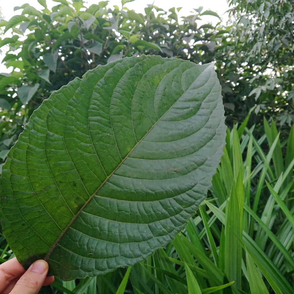 1kg Lá Cây Chè Khổng Lồ Tươi - Chè Đại