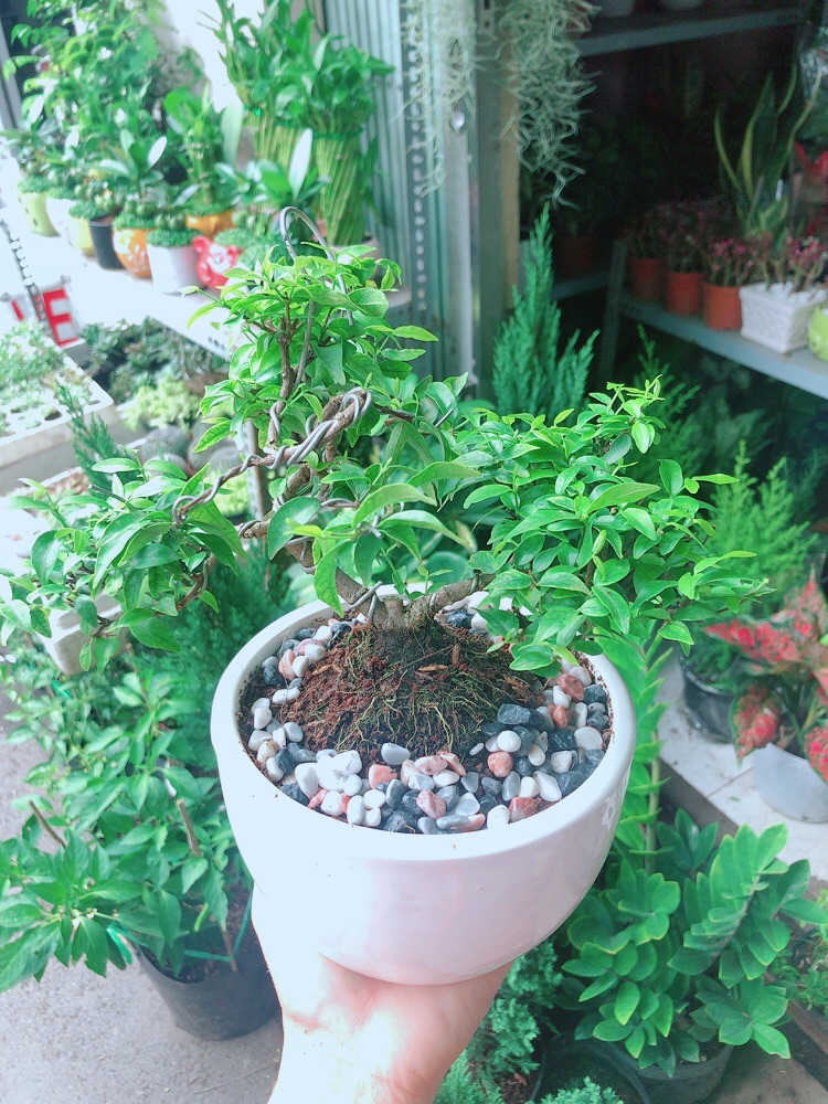 Chậu Cây Mai Chiếu Thuỷ