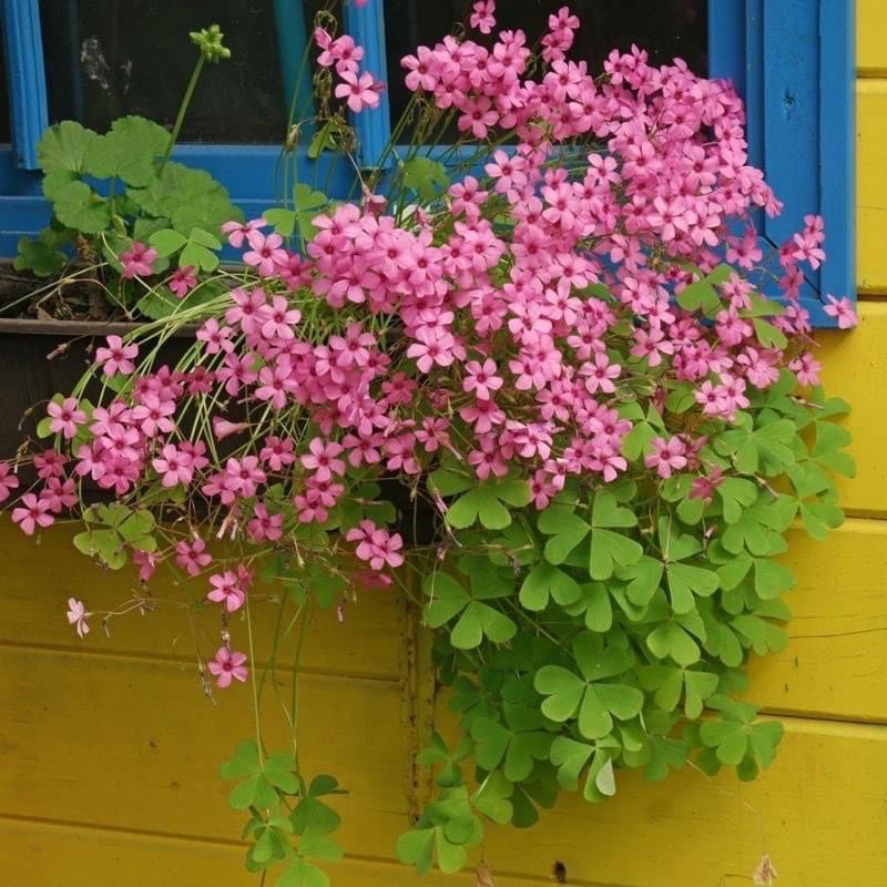 Cỏ ba lá(10 củ)