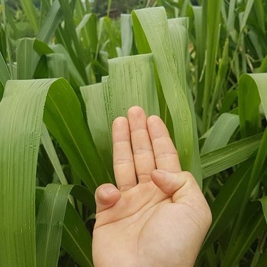 hạt giống cỏ ghine mombasa (cỏ xả lá lớn)