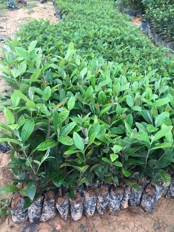 Cây giống sim ăn quả