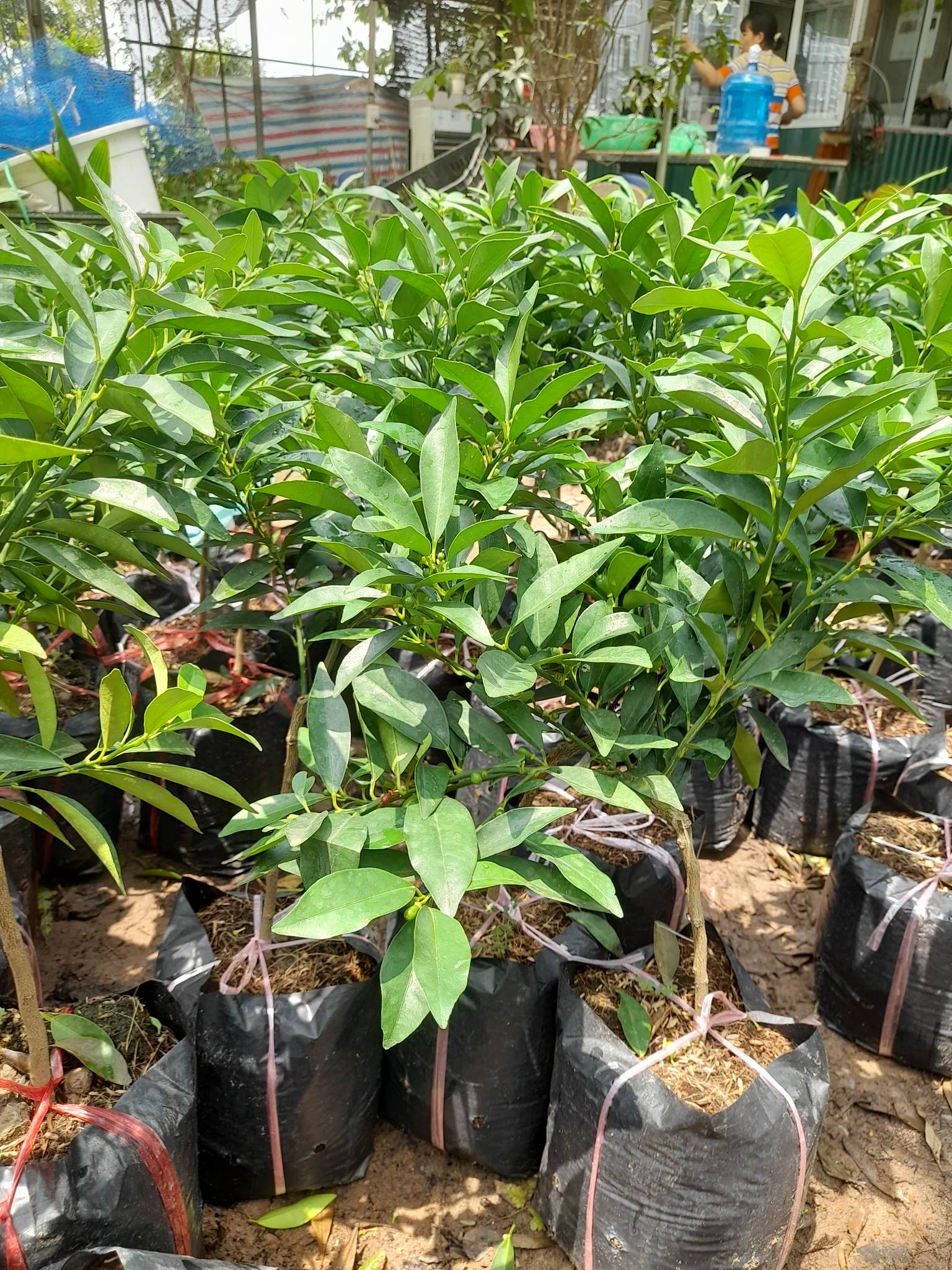 Quất Trái Dài-Cây Ăn Trái+Tặng kèm phân bón