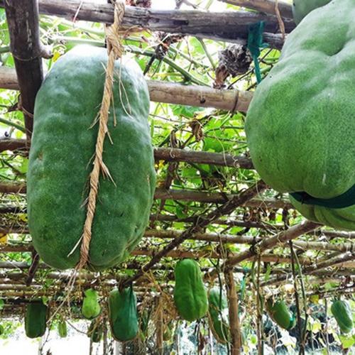 Hạt Giống Bí Đao Khổng Lồ F1. Túi 5 Hạt