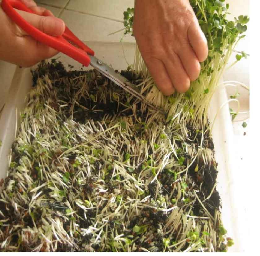 Gói 20g hạt giống mầm thảo dược Methi
