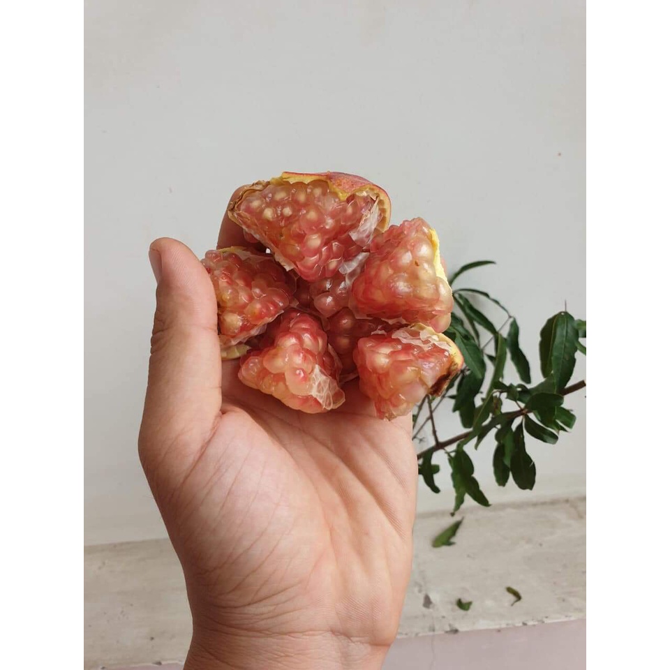 CÂY LỰU LÙN THÁI LAN SIÊU QUẢ ( TRỒNG CHẬU ĐƯỢC )