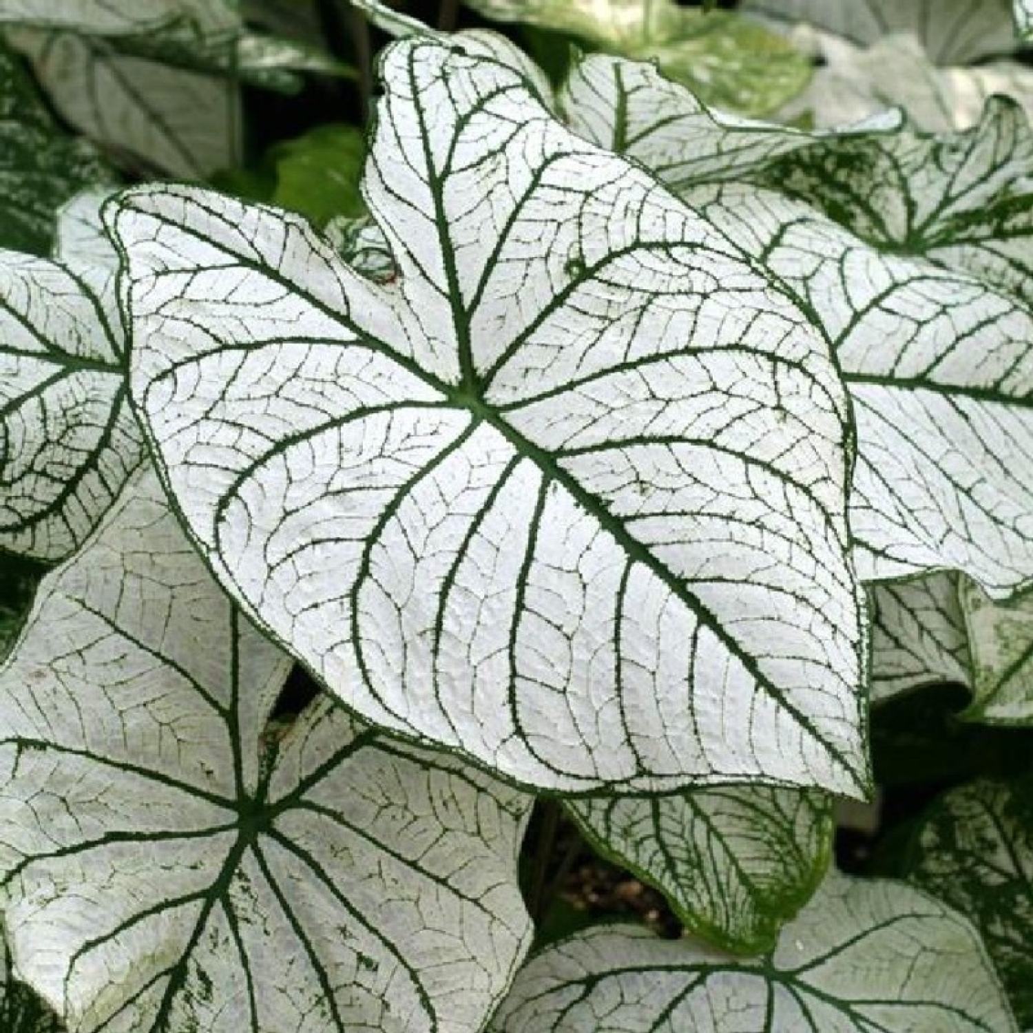 Cây bán ảnh cuối - Cây Caladium White Xmas Size vừa chậu nhựa 10cm