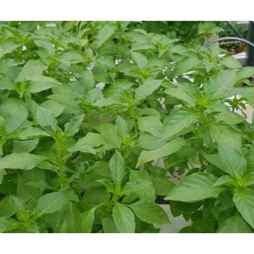 Hạt Giống Rau Húng Thơm Rau É Trắng - Gói 2 Gram