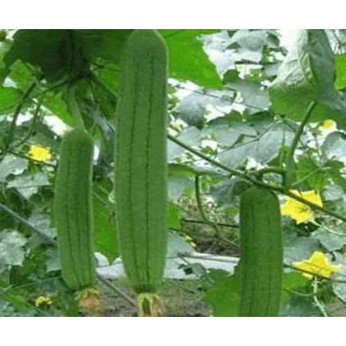 Hạt mướp hương - gói 10 hạt