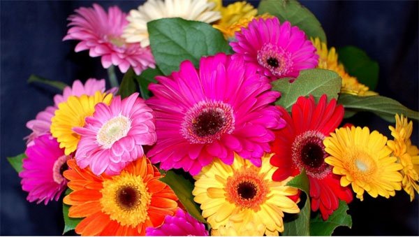 Combo 10 cây giống Hoa Đồng Tiền thân cao đủ màu