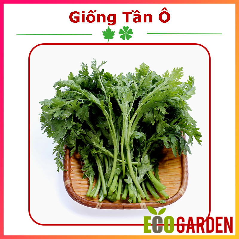 Hạt Giống Rau Tần Ô Cải Cúc Tẻ 20 Gam (ECO.323)
