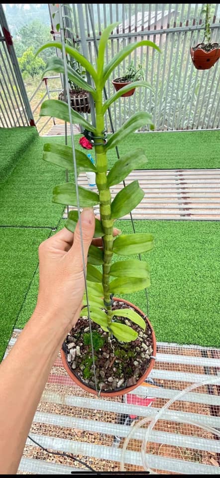 Phi điệp đột biến 5 CT NGƯỜI ĐẸP KHÔNG TÊN cấy mô