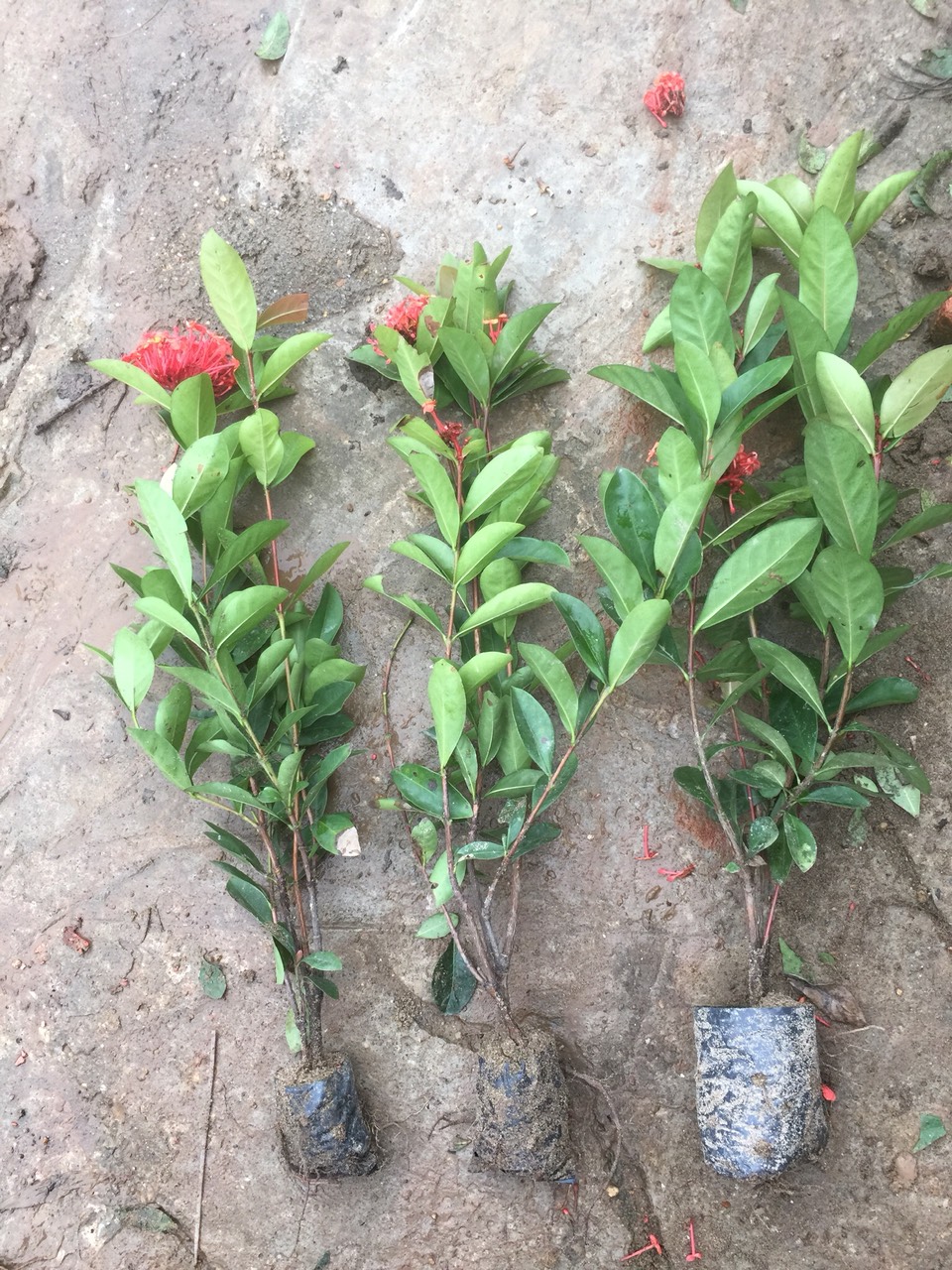 combo 3 bầu hoa mẫu đơn đỏ mỹ(hoa trang hồng đỏ)