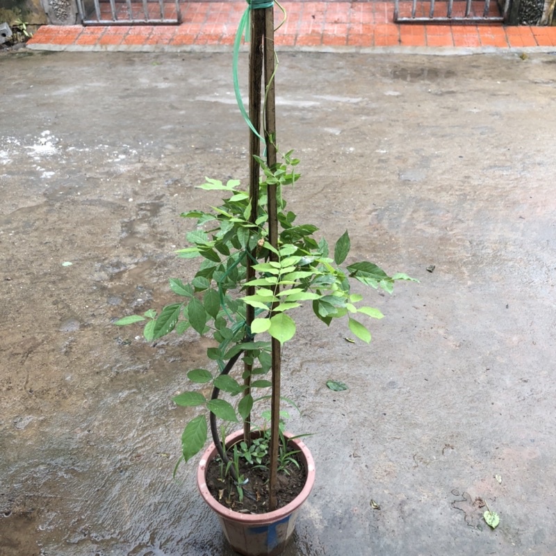 Cây hoa tử đằng thân leo (ảnh thật số 2)