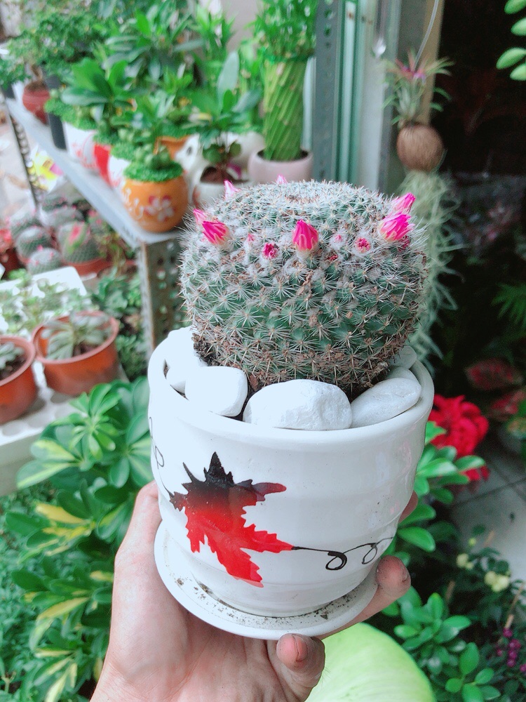 Chậu Xương Rồng Nở Hoa
