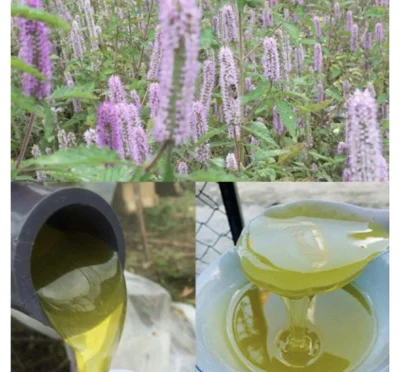 [ SALE ] 2 Lít =4 CHAI 500ml mật ong hoa bạc hà cao nguyên đá Hà Giang - cam kết nguyên chất đảm bảo từ Mật ong HOANG STORE - mật ong rừng thiên nhiên - mật ong bạc hà - mat ong new