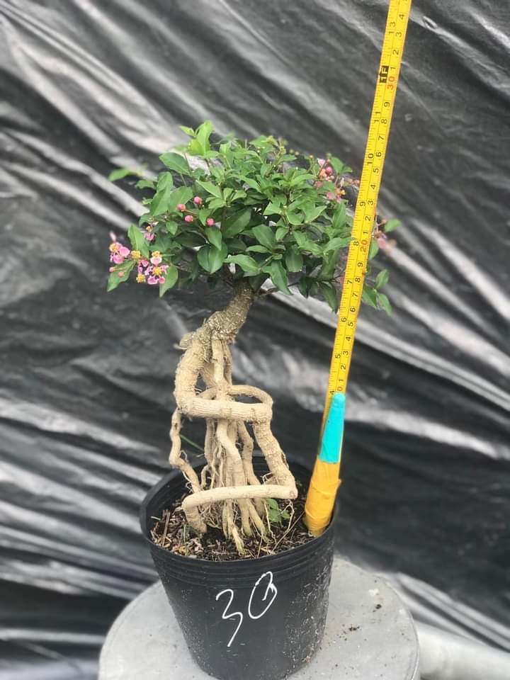 CÂY HỒNG NGỌC MAI DÁNG TỰ NHIÊN