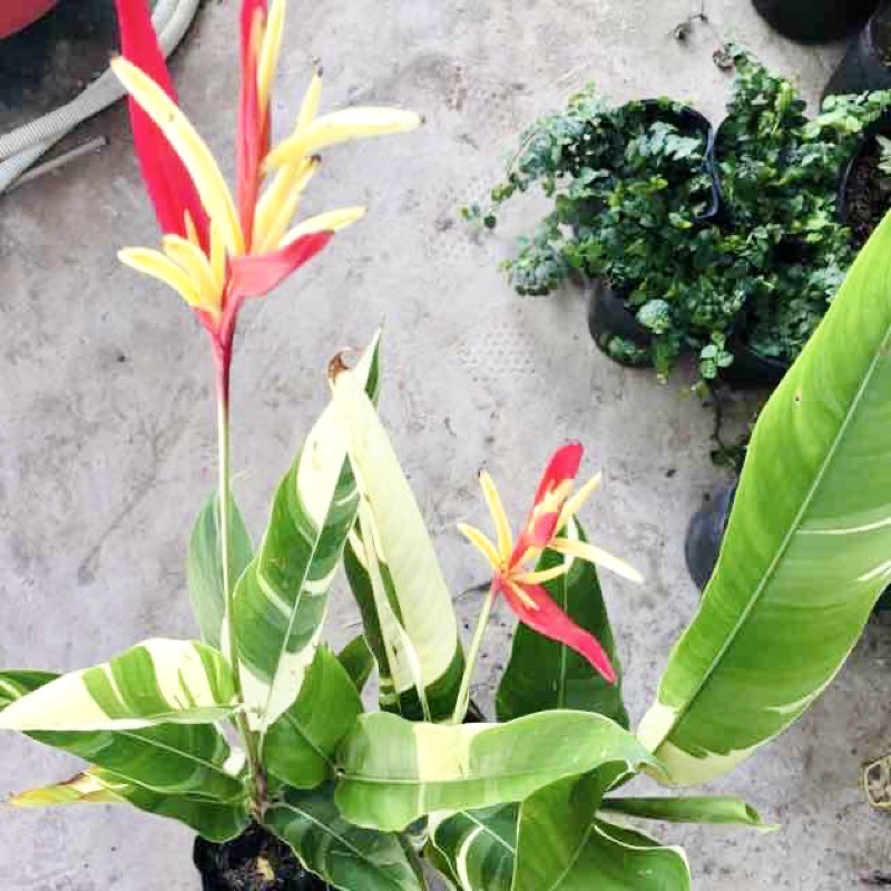 Cây chuối mỏ két lá 2 màu