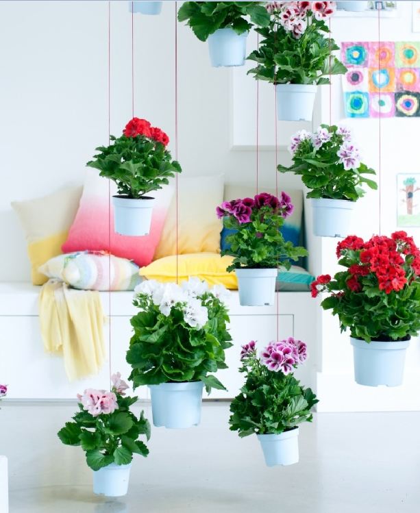 Hạt giống Hoa phong lữ thảo Mix – Gói 10 hạt