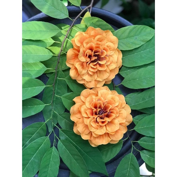 Combo 10 bông hoa thược dược cao cấp bông size đại