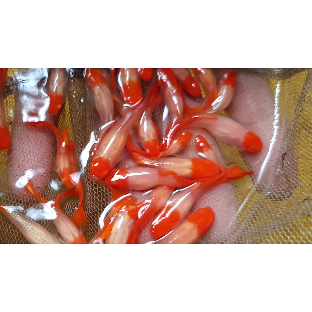 koi đỏ guppy - 7 màu koi