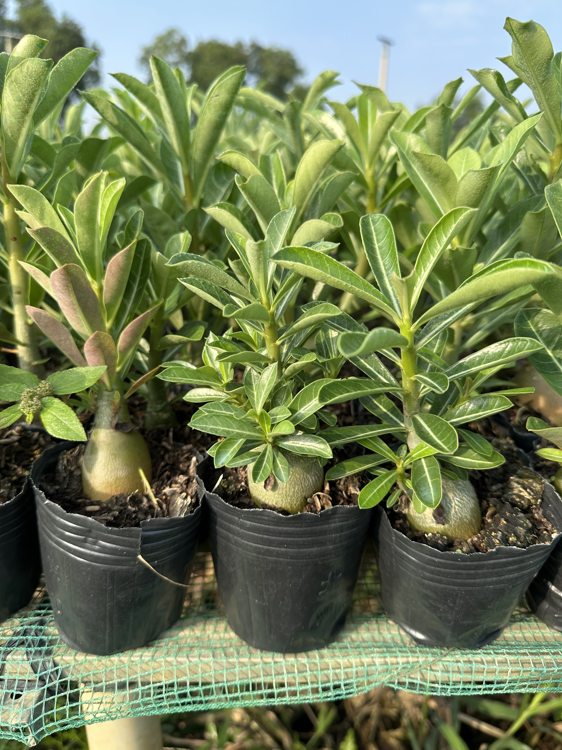 5 Cây sứ Thái gieo hạt hoa xổ số (gửi cây như ảnh 3)