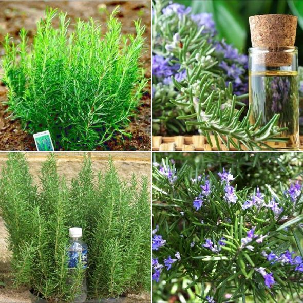 Hạt giống cây hương thảo , Rosemary - Gói  20 hạt
