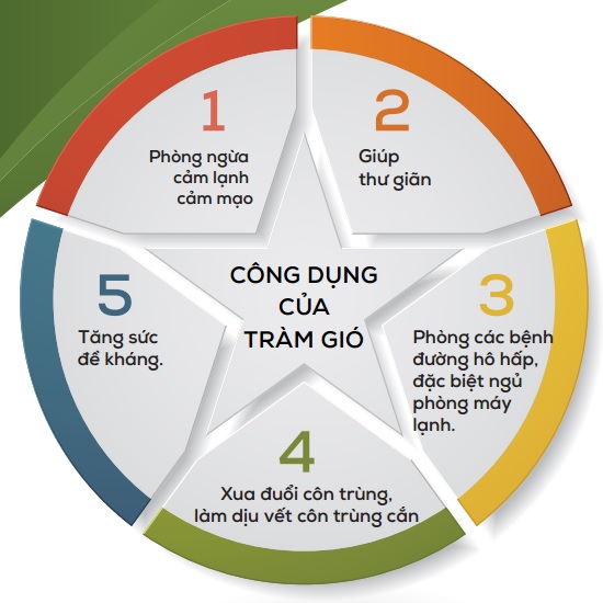 Tinh dầu tràm gió phân đoạn Cajeput C-40 Aotanica 50ml